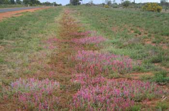 Wildflowers along the roadside