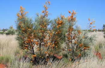 Flowering trees