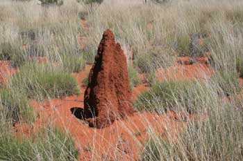 Termite mound north of Alice Springs