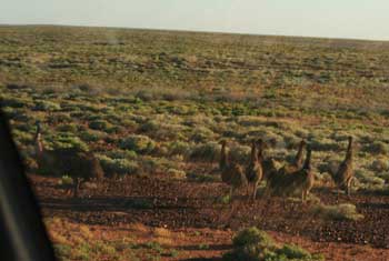 Emu family near Woomera