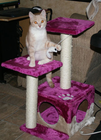 Playing on her scratching post