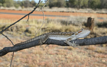 Lizzard up tree